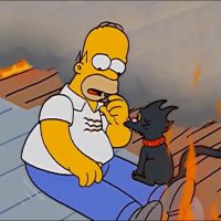 Gato héroe en Lirquén: despertó a su dueño y le salvó la vida