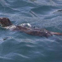 Tierno visitante marino se roba las miradas en Las Conchitas
