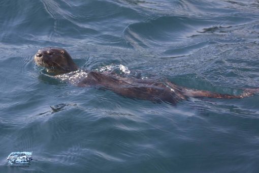 Tierno visitante marino se roba las miradas en Las Conchitas