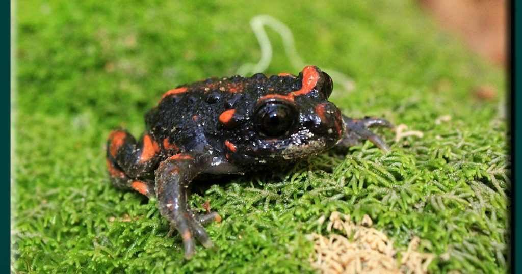 El sapo más lindo de todos está en Chile