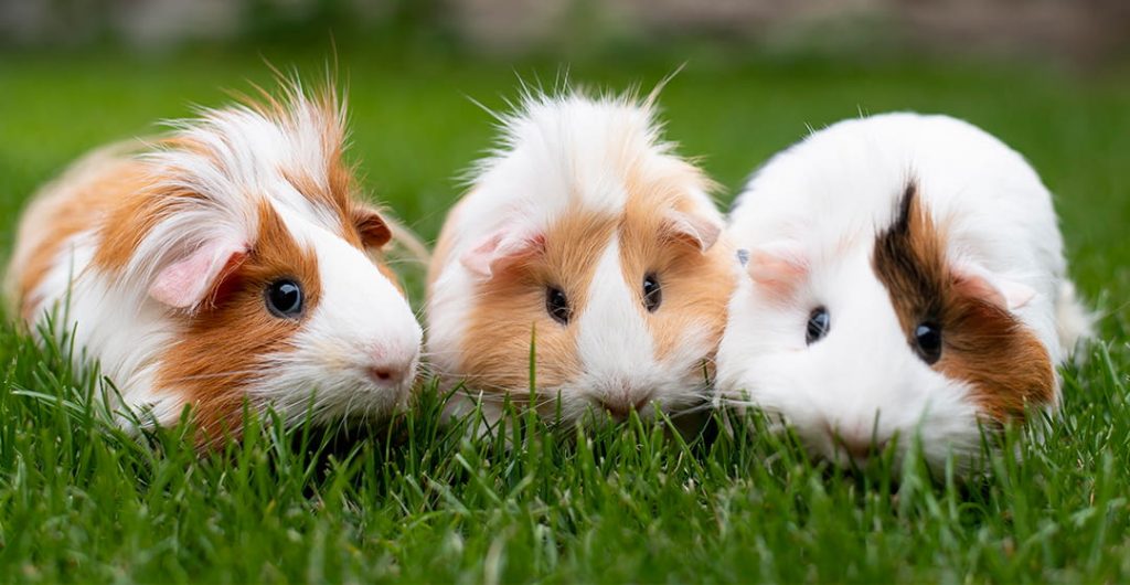 Cuy se escapó de su jaula y embarazó a 100 hembras