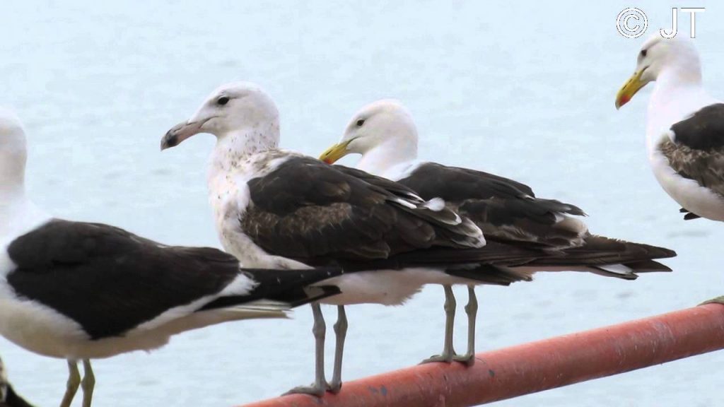 Gaviotas aprendieron a decir “miau” para que las alimenten