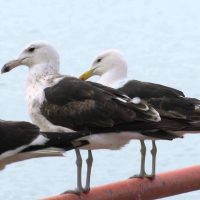 Gaviotas aprendieron a decir “miau” para que las alimenten