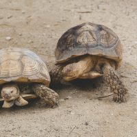 Tortugas hembras prefieren suicidarse antes que aparearse con machos