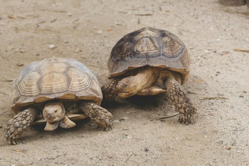 Tortugas hembras prefieren suicidarse antes que aparearse con machos