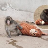 ¿Intentaron asesinar a nuestro monito favorito?