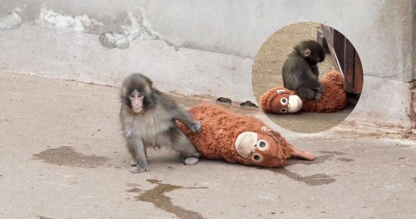 ¿Intentaron asesinar a nuestro monito favorito?