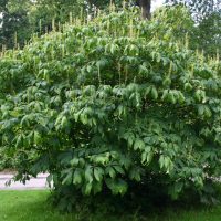 Periodista disfrazado de planta hace reír a Boric