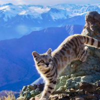 Tiernas imágenes de familia de gatos andinos