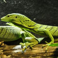 Lagartos machos dejan dormir a sus parejas encima