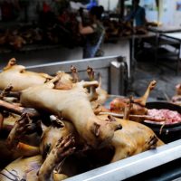 Encontraron un postón en una colación de comida china
