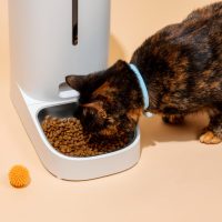 Innovaciones tecnológicas en la producción de comidas para animales jóvenes