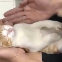 Hombre enseñó a bañar a un bebé con un gato como muestra