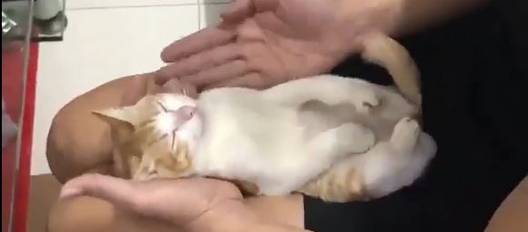 Hombre enseñó a bañar a un bebé con un gato como muestra