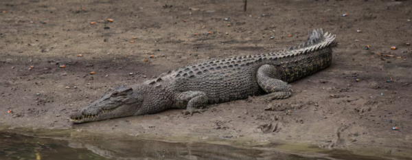 Niño le cepilla los dientes a caimán en Colombia