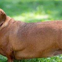 Preocupa a expertos: perros y gatos están cada vez más gordos