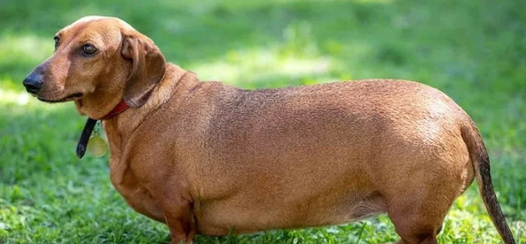 Preocupa a expertos: perros y gatos están cada vez más gordos