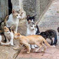 Alimentó a una gata y ella le trajo a su hijo para que lo criara