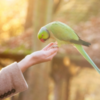 Pájaros le temen más a mujeres que a hombres