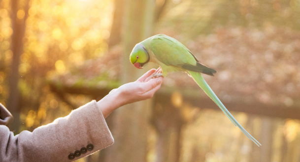 Pájaros le temen más a mujeres que a hombres