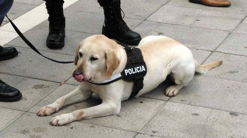 Perritos del Congreso se vistieron de gala para la cuenta pública