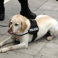 Perritos del Congreso se vistieron de gala para la cuenta pública