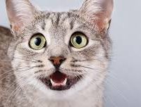 Los gatos maúllan solo para comunicarse con nosotros