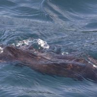 El chungungo en peligro: Actividad humana está provocando la muerte de la nutria marina