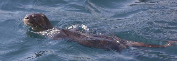 El chungungo en peligro: Actividad humana está provocando la muerte de la nutria marina