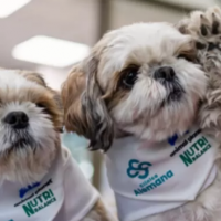 Perritos apoyan terapias para pacientes con dolor crónico