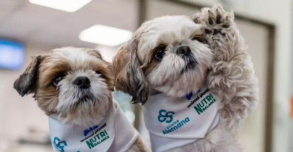 Perritos apoyan terapias para pacientes con dolor crónico