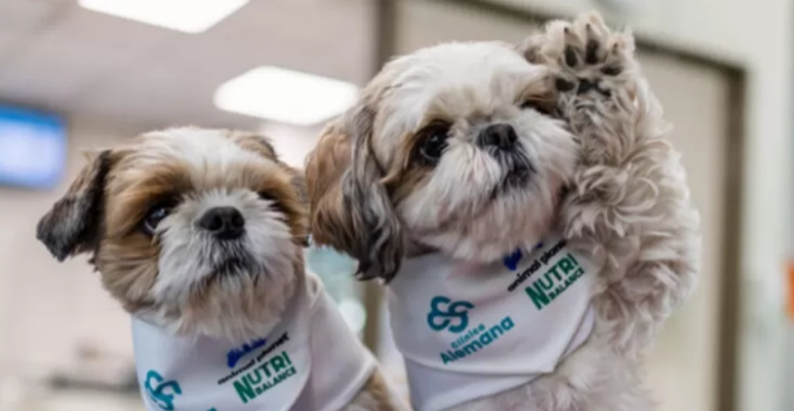 Perritos apoyan terapias para pacientes con dolor crónico