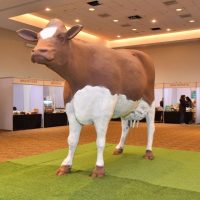 Gigantesca vaca de chocolate terminó en el suelo en Osorno
