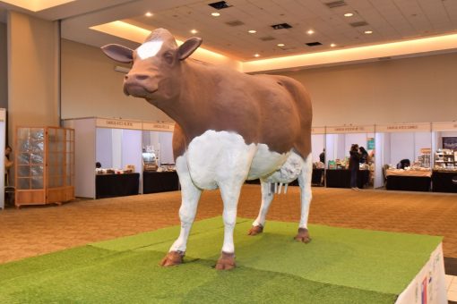 Gigantesca vaca de chocolate terminó en el suelo en Osorno