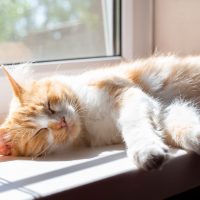 Dormir siesta podría hacer que tu cerebro envejezca más lento