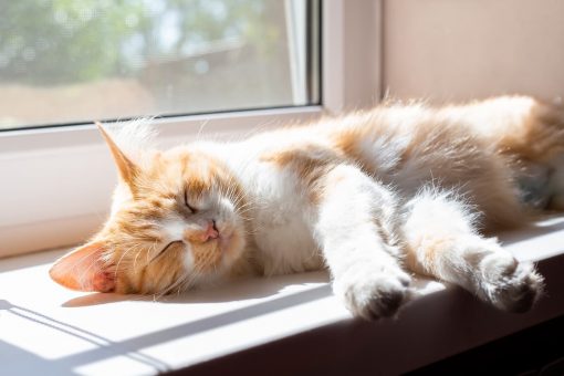 Dormir siesta podría hacer que tu cerebro envejezca más lento