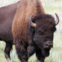 "Me eligió a mí": el impactante relato del turista atacado por un bisonte