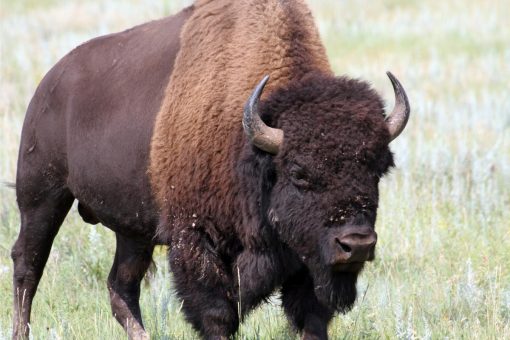 “Me eligió a mí”: el impactante relato del turista atacado por un bisonte