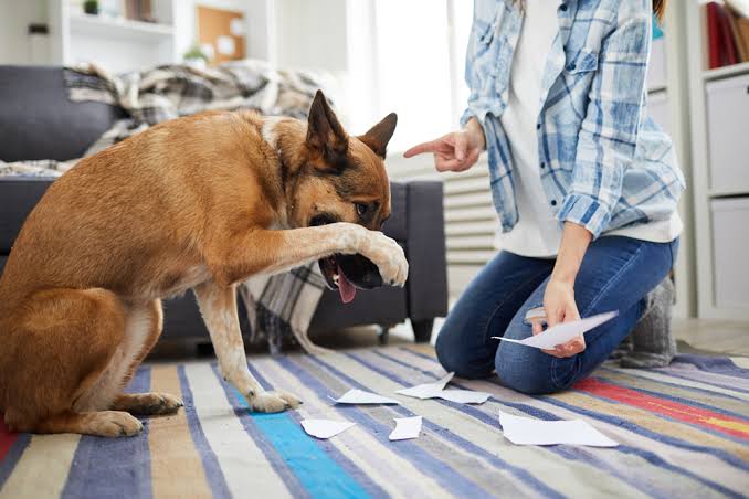 Estudio revela que los perros obedecen menos si estás triste