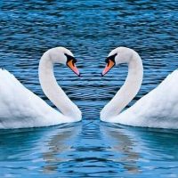 Monogamia, patria y familia: Estas son las especies más fieles del reino animal