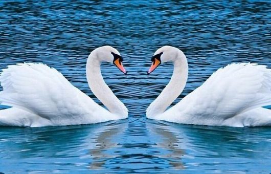 Monogamia, patria y familia: Estas son las especies más fieles del reino animal