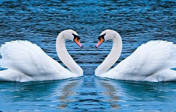 Monogamia, patria y familia: Estas son las especies más fieles del reino animal