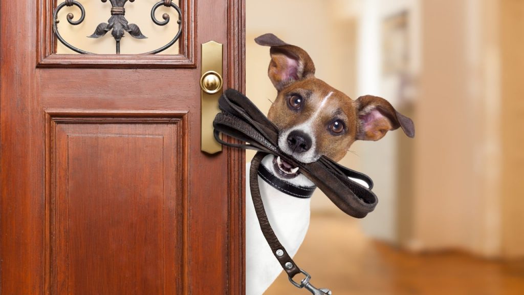 El paseo ideal de un perro debe durar 67 minutos