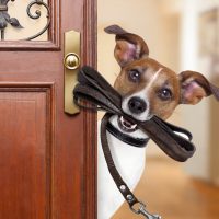 El paseo ideal de un perro debe durar 67 minutos