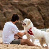 Italia tiene 7 veces más mascotas que niños