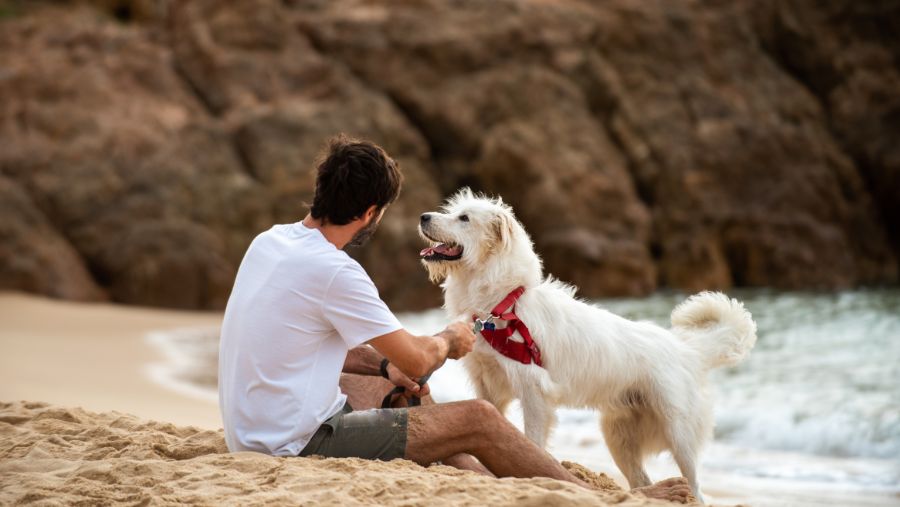 Italia tiene 7 veces más mascotas que niños