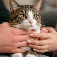 Corte rechazó custodia compartida de gato tras quiebre amoroso