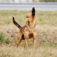 Avanza proyecto que permite la caza de perros asilvestrados
