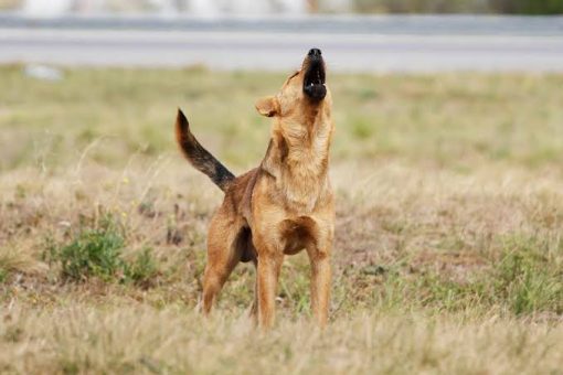 Avanza proyecto que permite la caza de perros asilvestrados