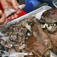 Corea del Sur vive sus últimos días de carne de perro antes de la prohibición